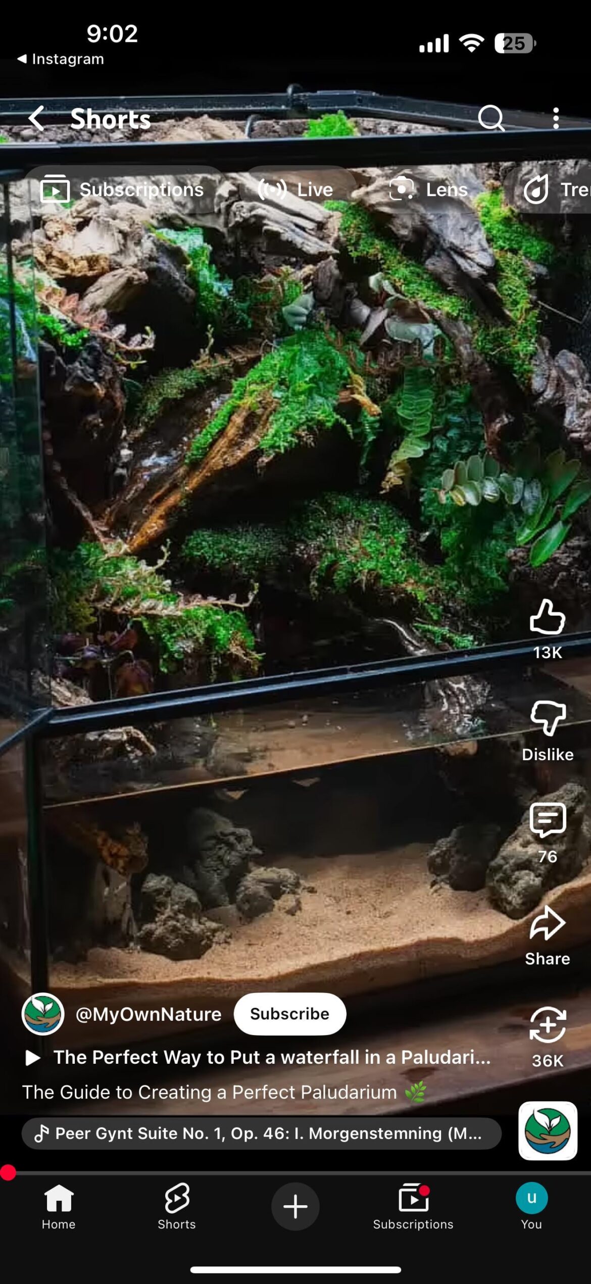 What reptile can live in such enclosure