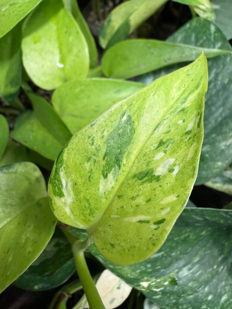Growing this variety out, any guesses?