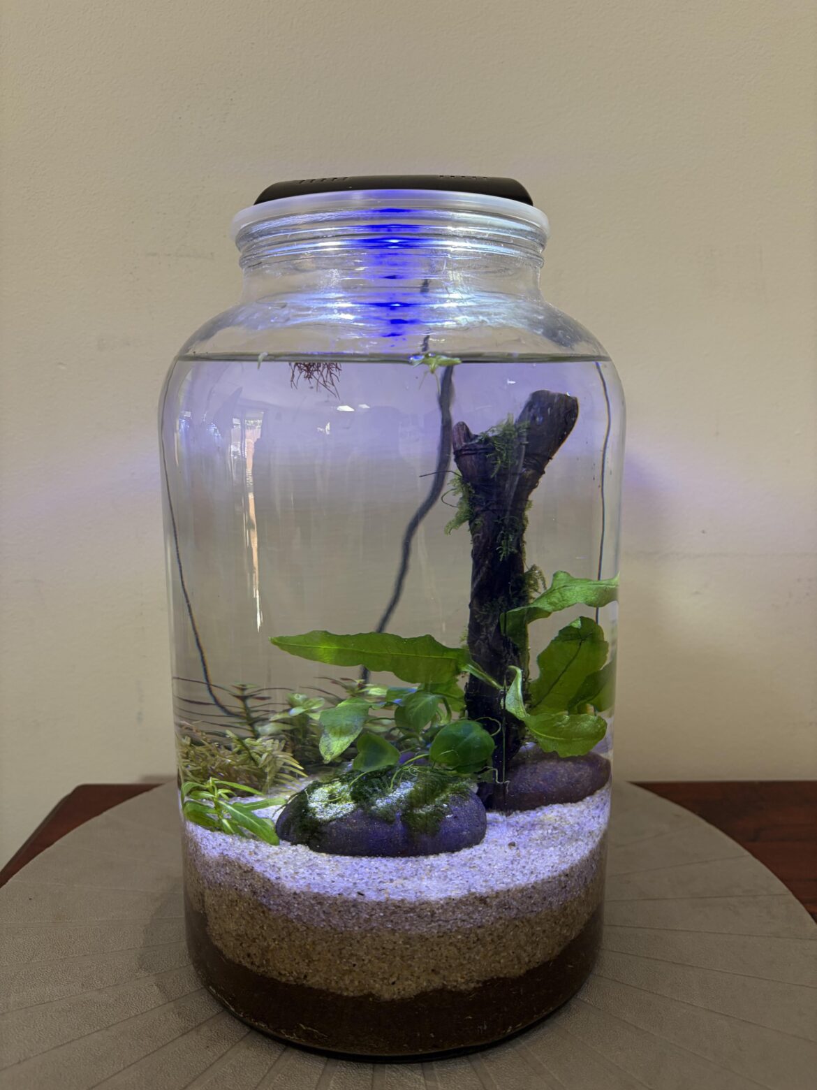 Any feedback for my newest 5.6 L Walstad Jar?