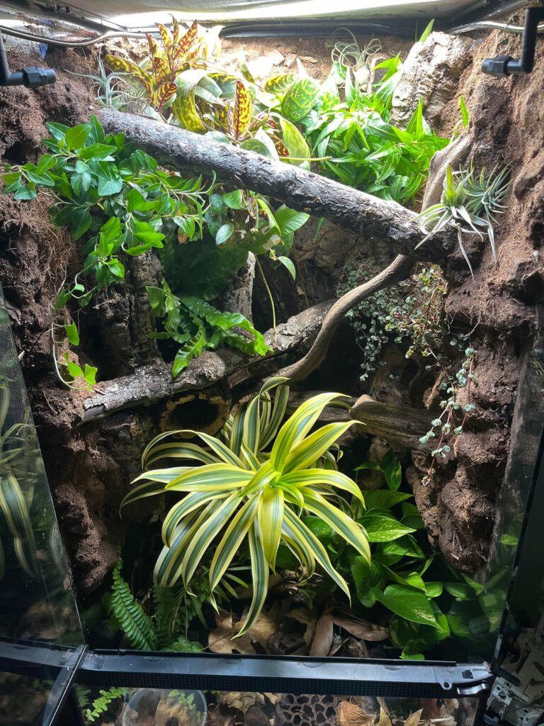 Re-did my vivarium a little bit