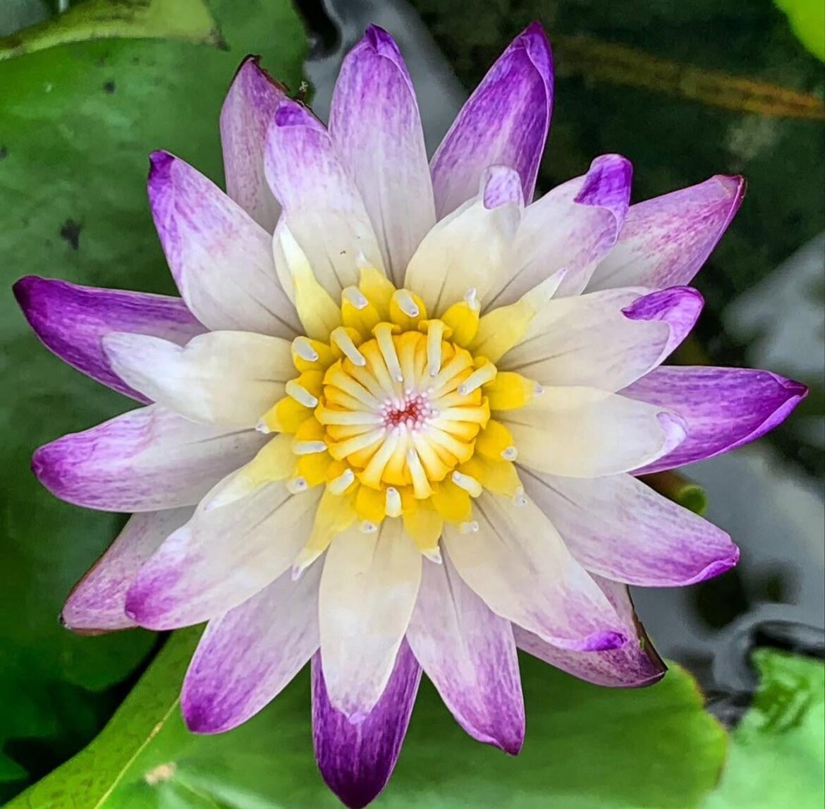 The symmetry of mothernature