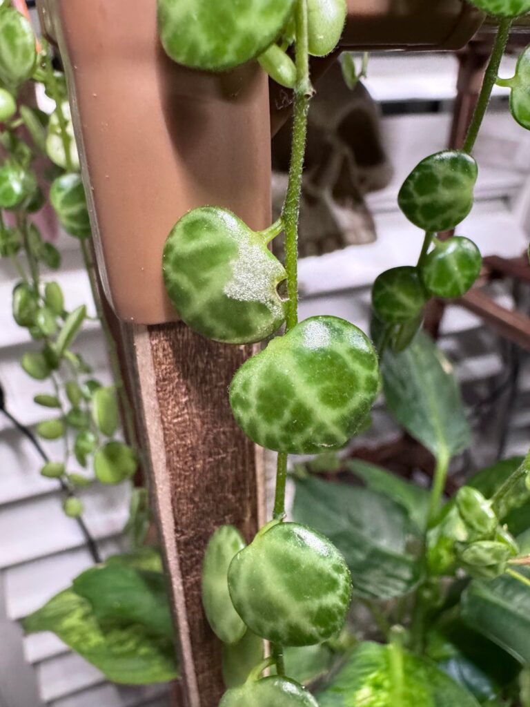 What is it tho? 🤔