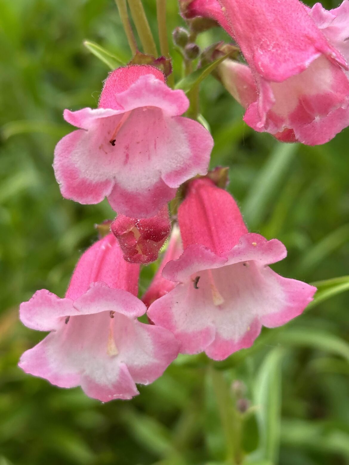 What is this flower?
