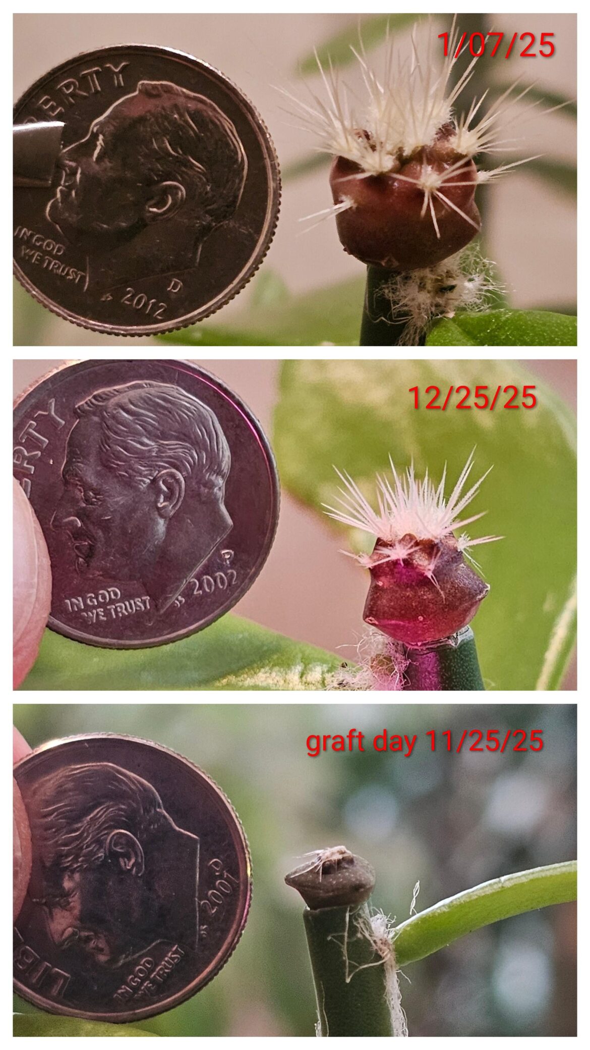 Saguaro grafted to Pereskiopsis progress pics.