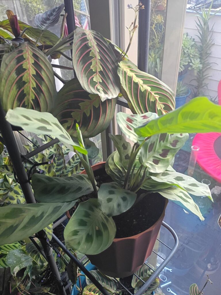 Few of my babies
