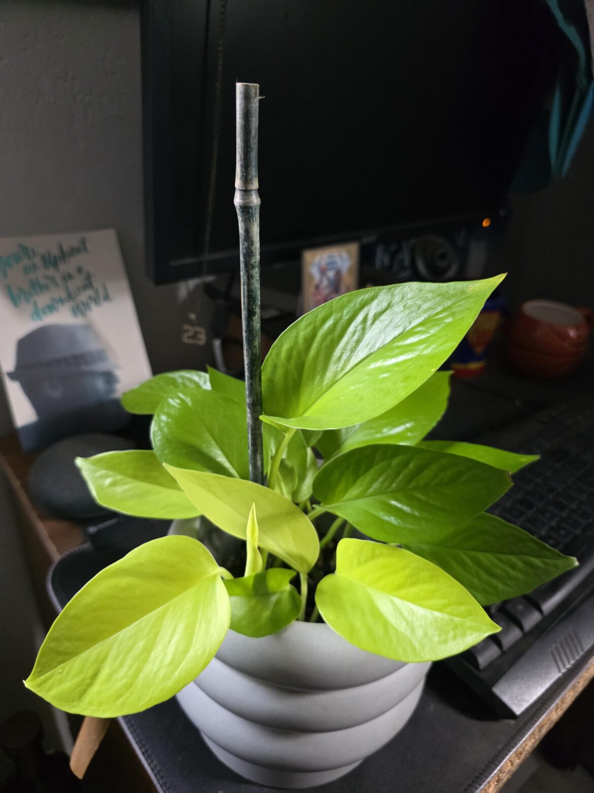 One of my favorite pothos 🌿