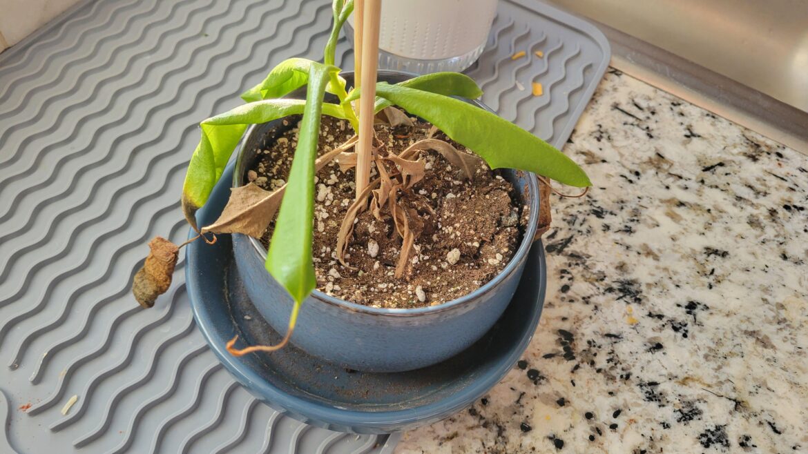 Can my pitcher plant be saved?