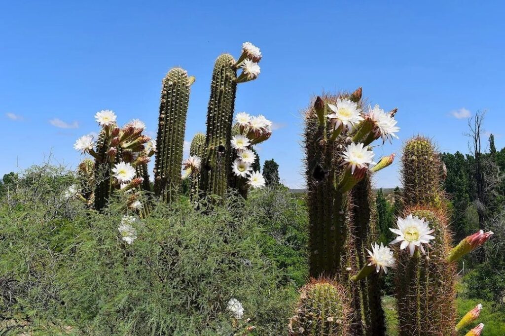 Cactus flowers