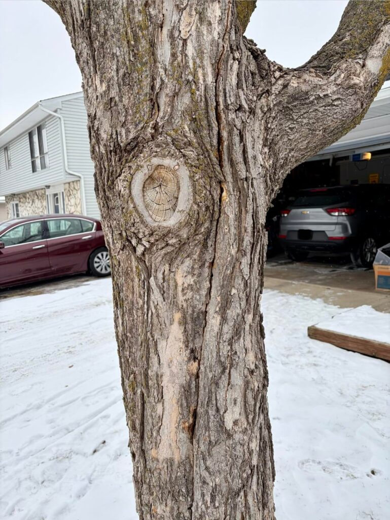 Sugar Maple Frost Cracking Question