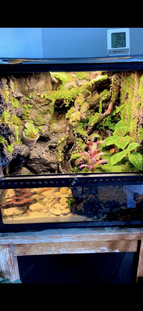 My 18x18x18 vampire crab enclosure