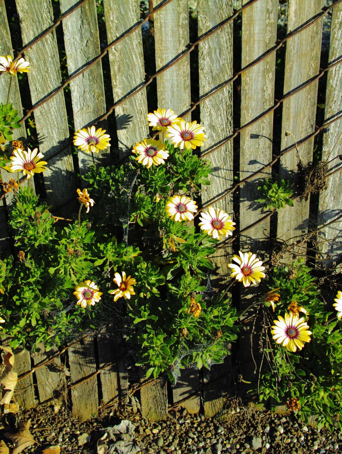 Daisy (not sure what type, not my daisies XD)