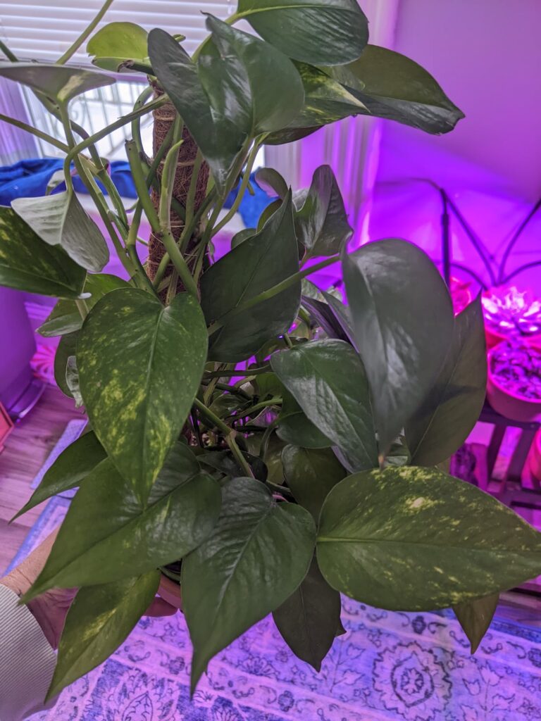 Which variety do I have?