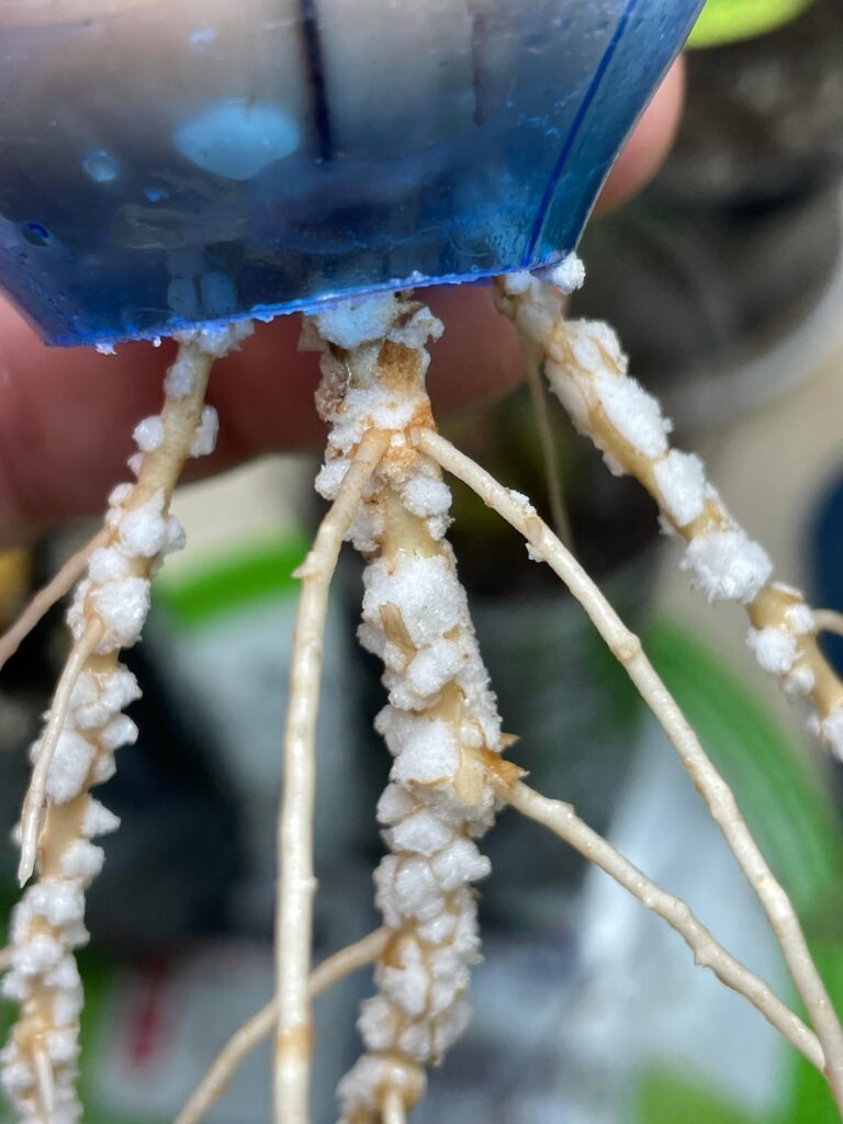 Weird growth on avo roots
