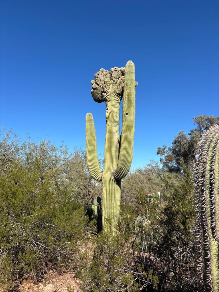 Crested Saguaro