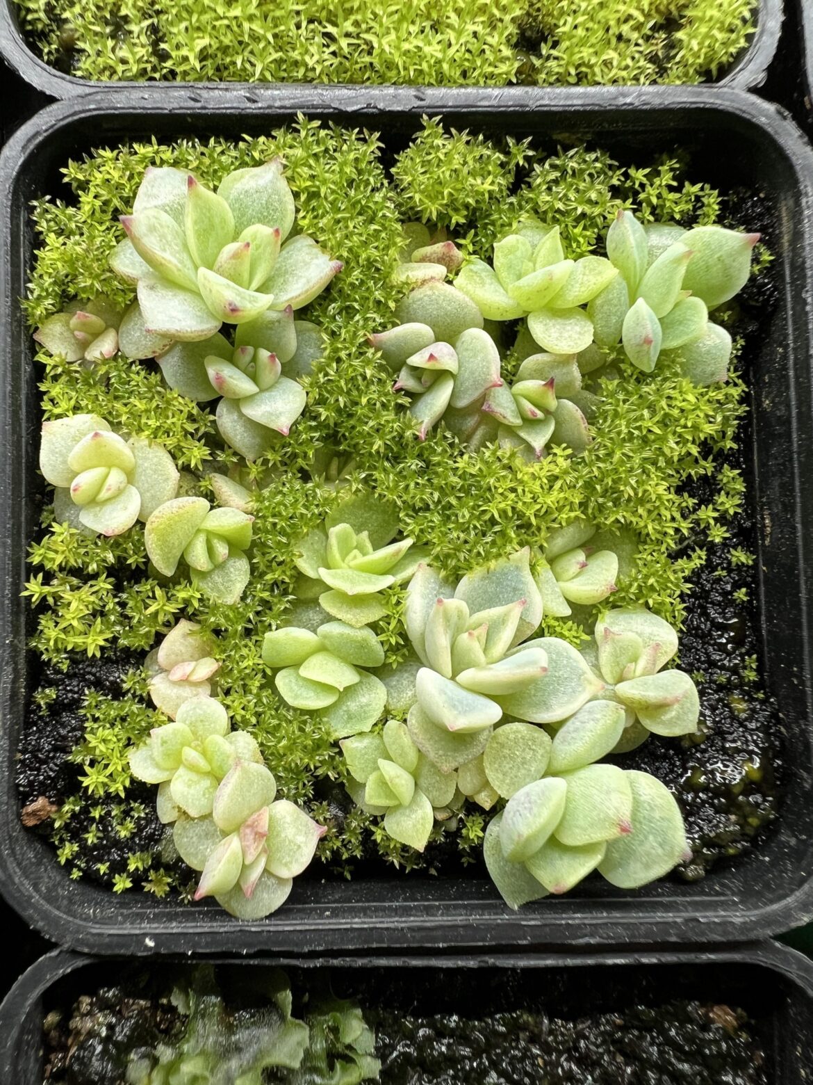 Echeveria Lola seedlings
