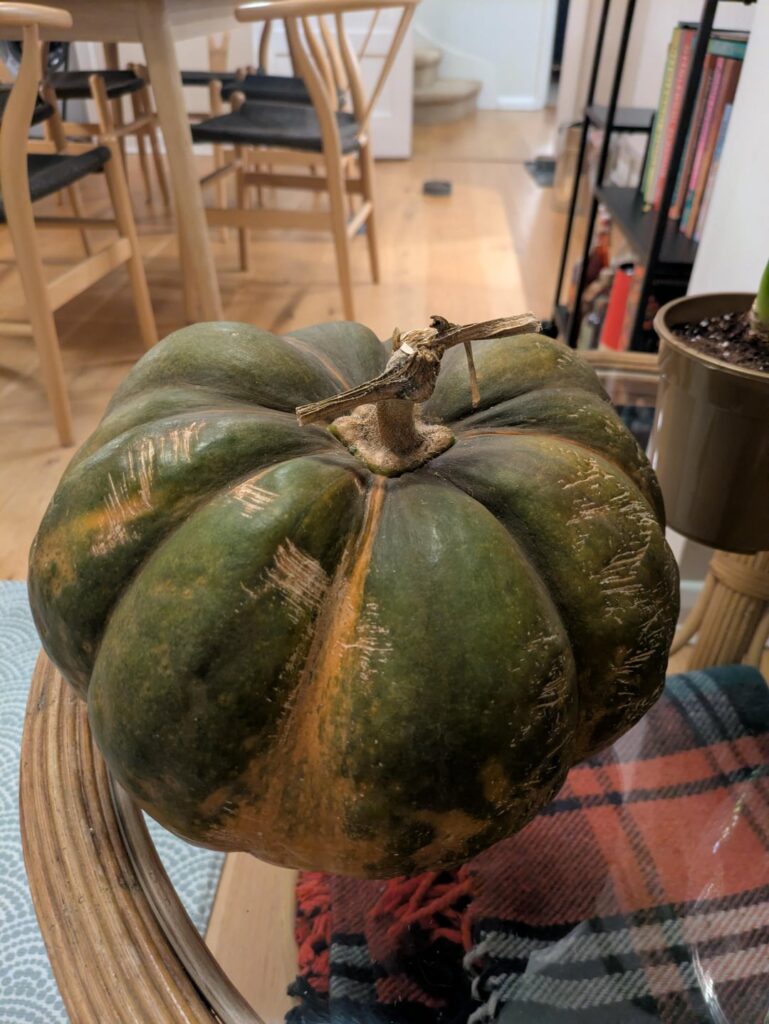 Squash dilemma