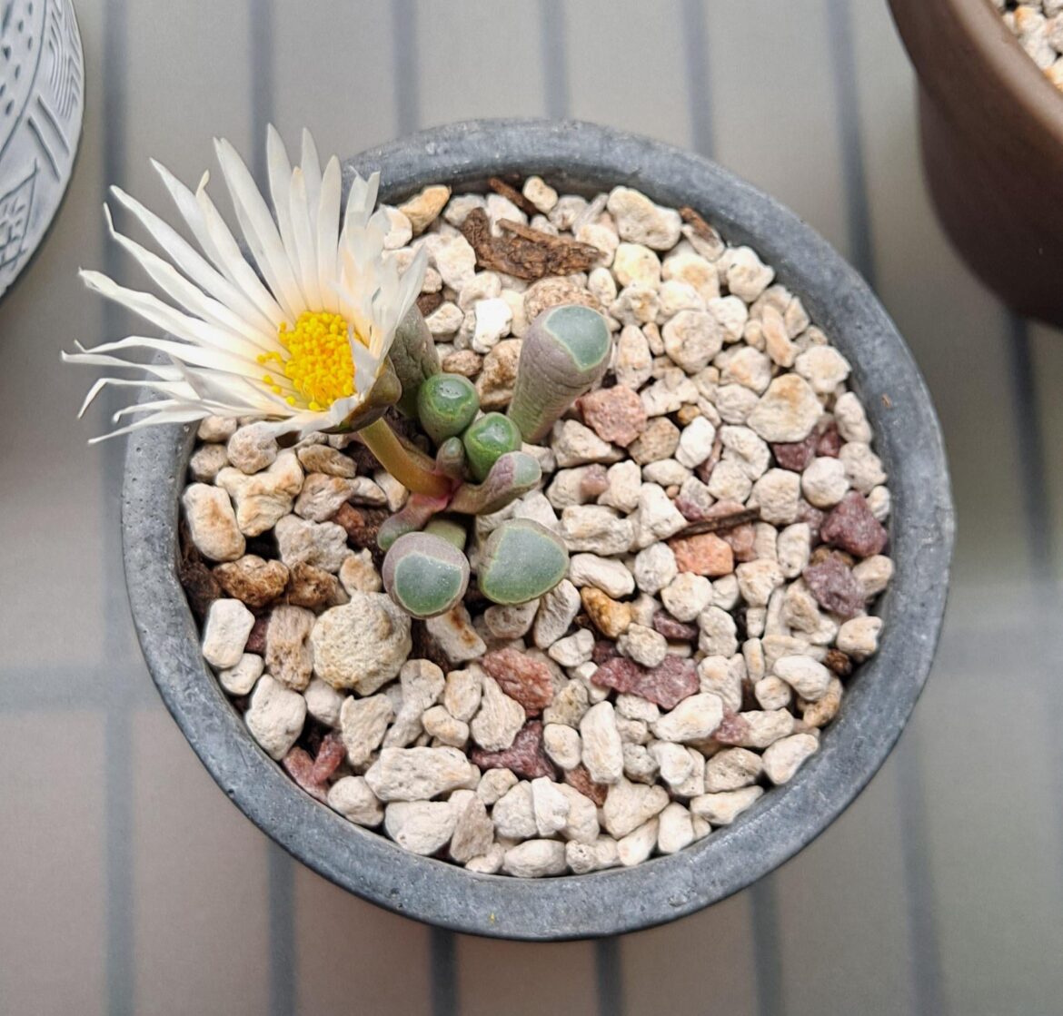 Baby Toes Blooming