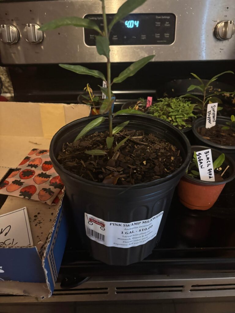 I got most of these plants free at Sunken Gardens today