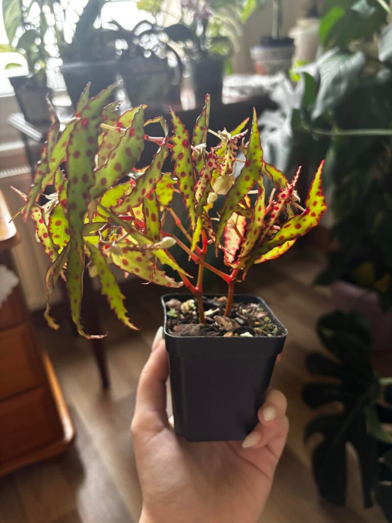 Tips on how to propagate?😍