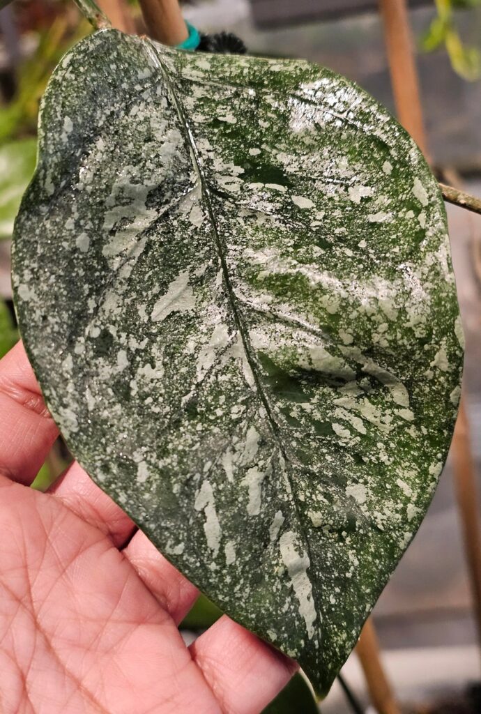 One of my more neglected hoyas is finally growing again. No blooms yet, but the leaves are beautiful! Last picture shows an older leaf, which is smaller and mostly green. H. coriacea (splash).