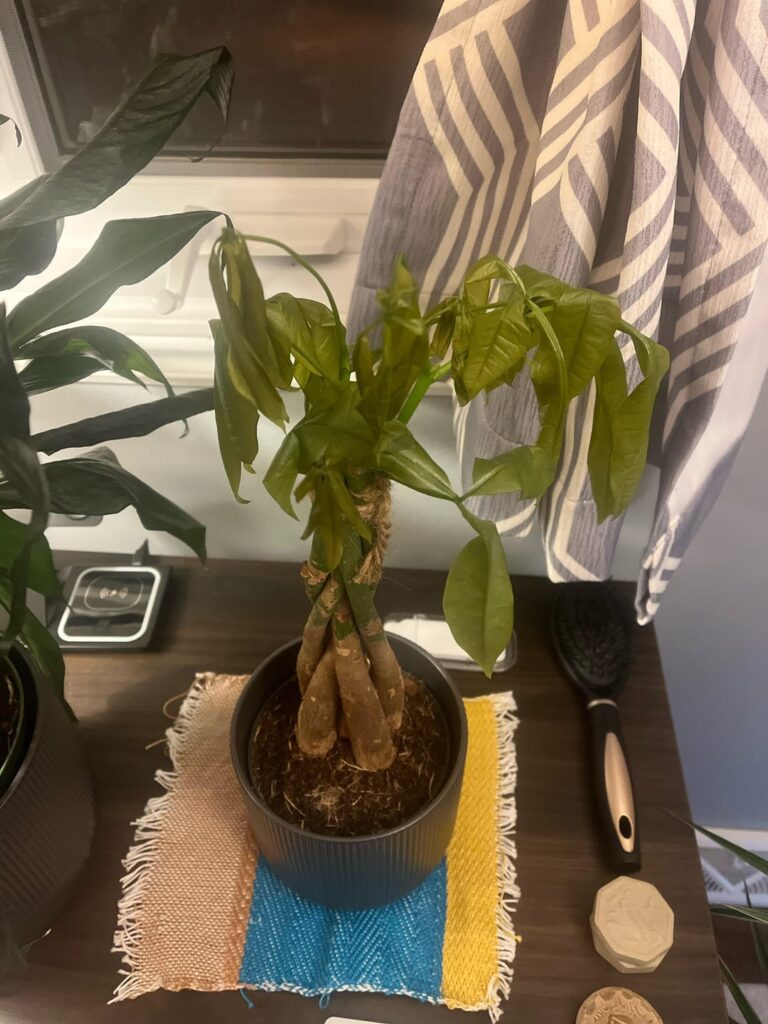 Money tree droopy