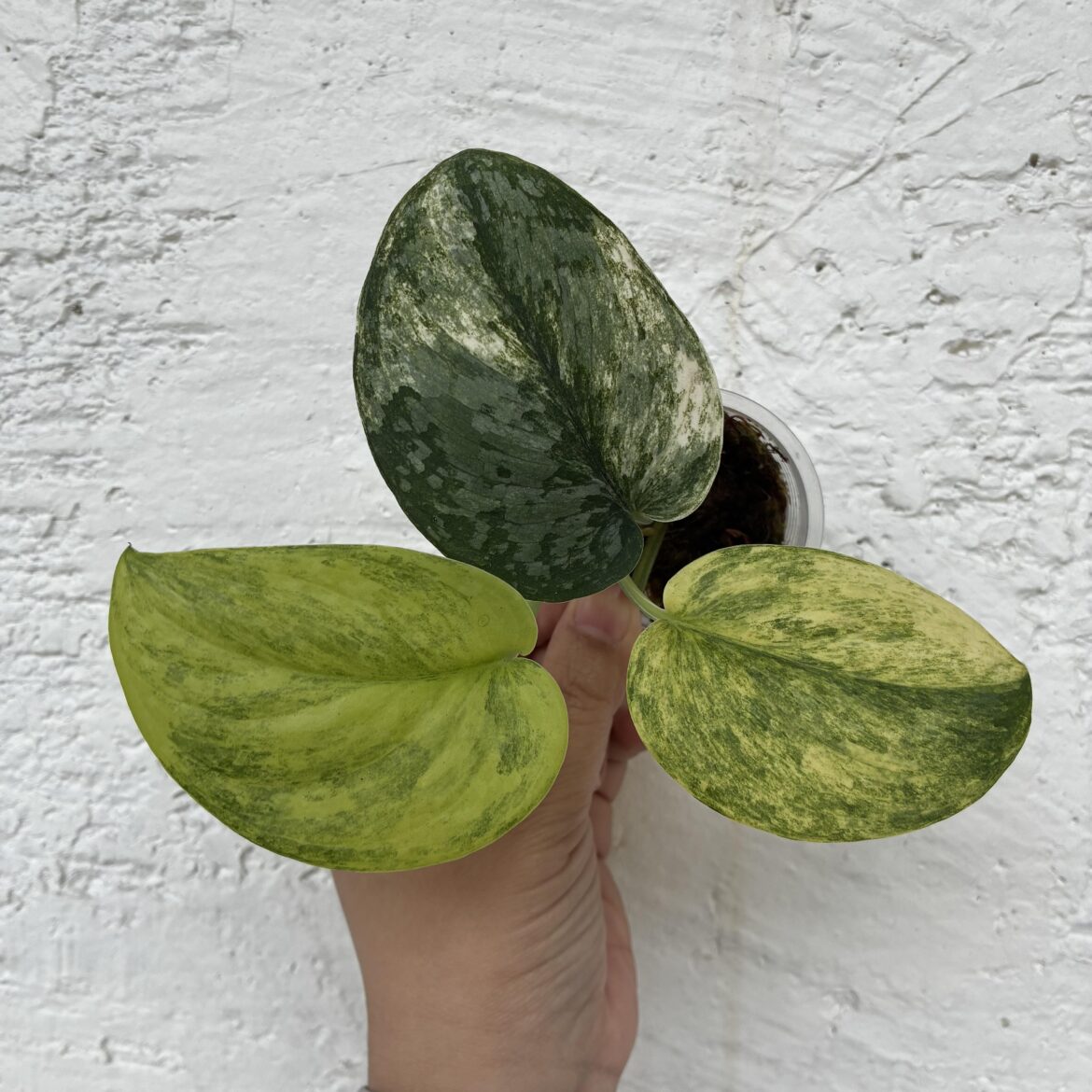 Scindapsus Rajatapura