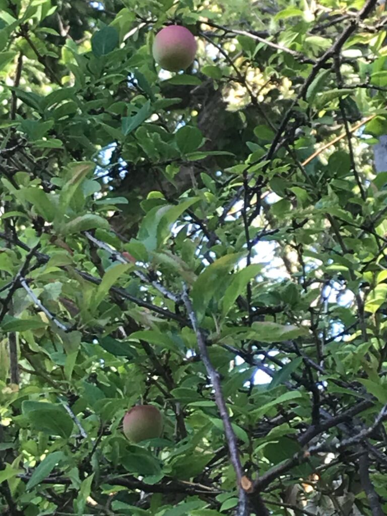 Can someone please help identify this fruit tree (Canberra region)