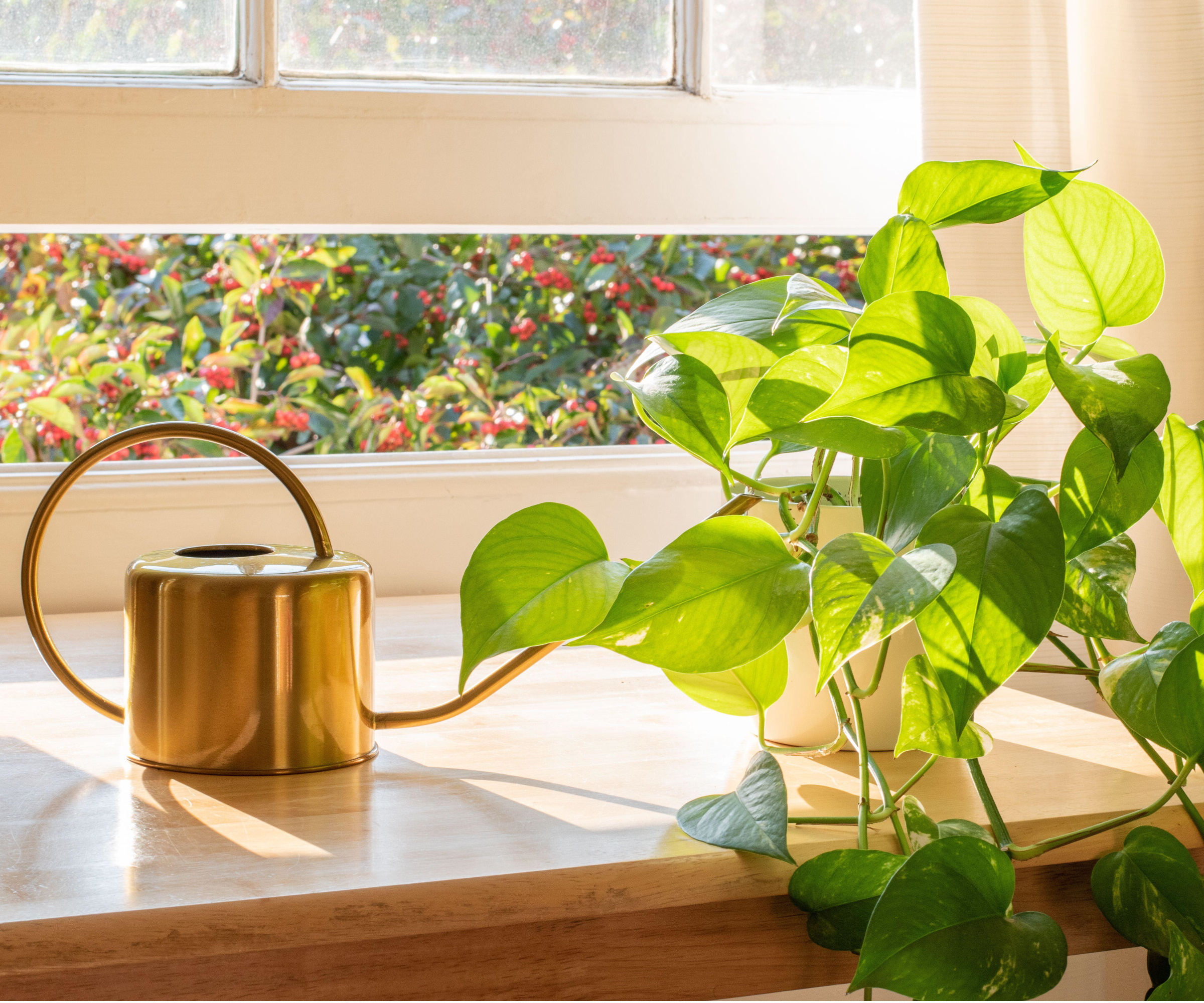 Pothos in sunlight next to a gold watering can