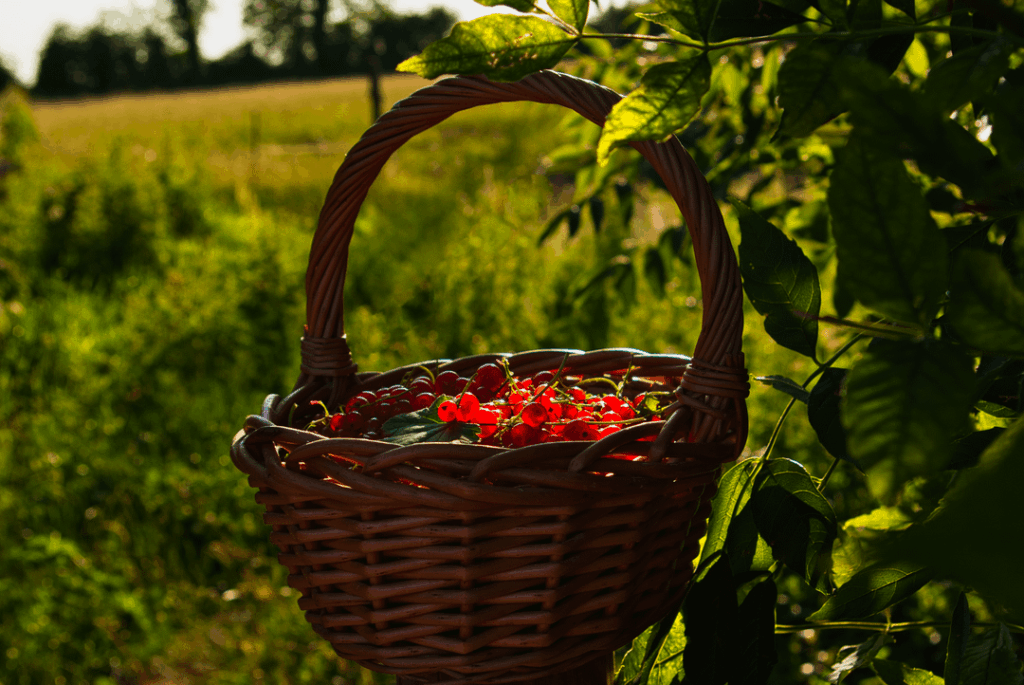 I picked these redcurrants from the wild; they’re tangy and slightly sweet, with a bright, refreshing berry flavour.