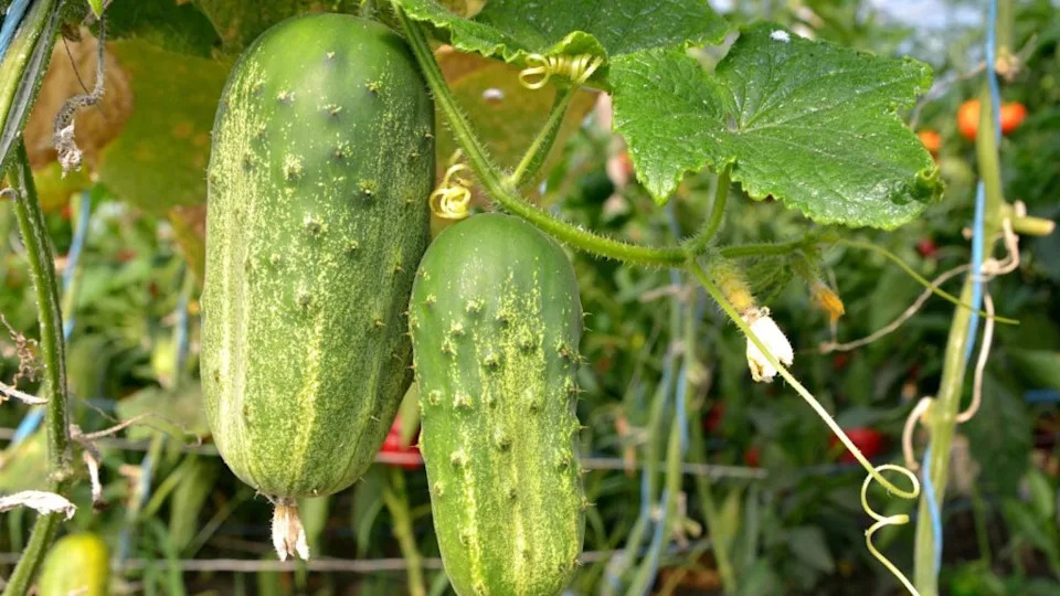 Image Credit: Deposit Photos