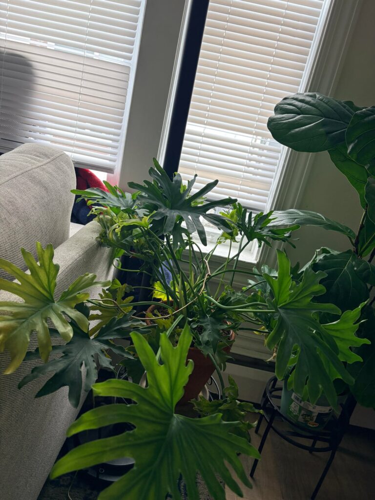 What is this plant and how to start propagating?