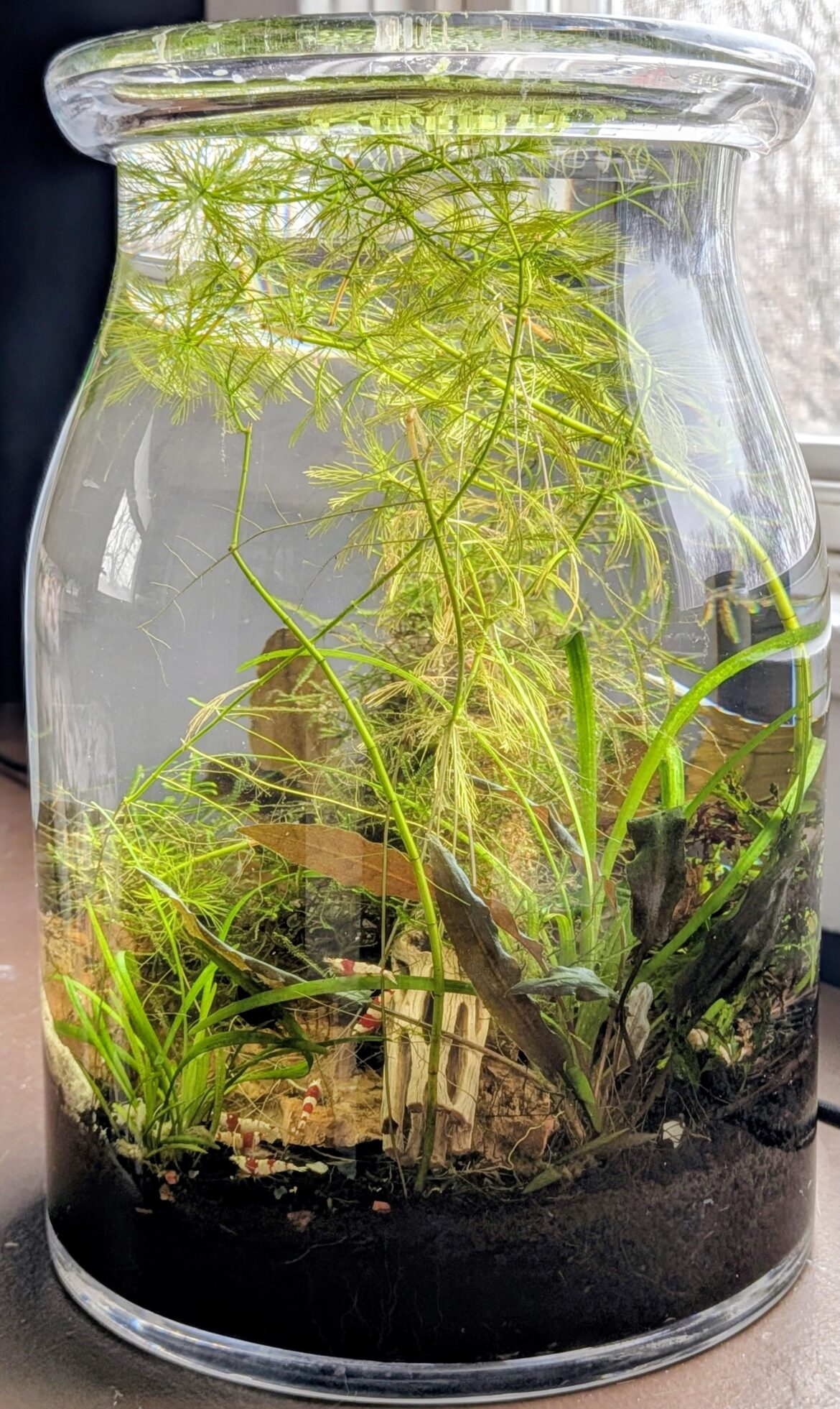 All 6 shrimp, swarming the treats
