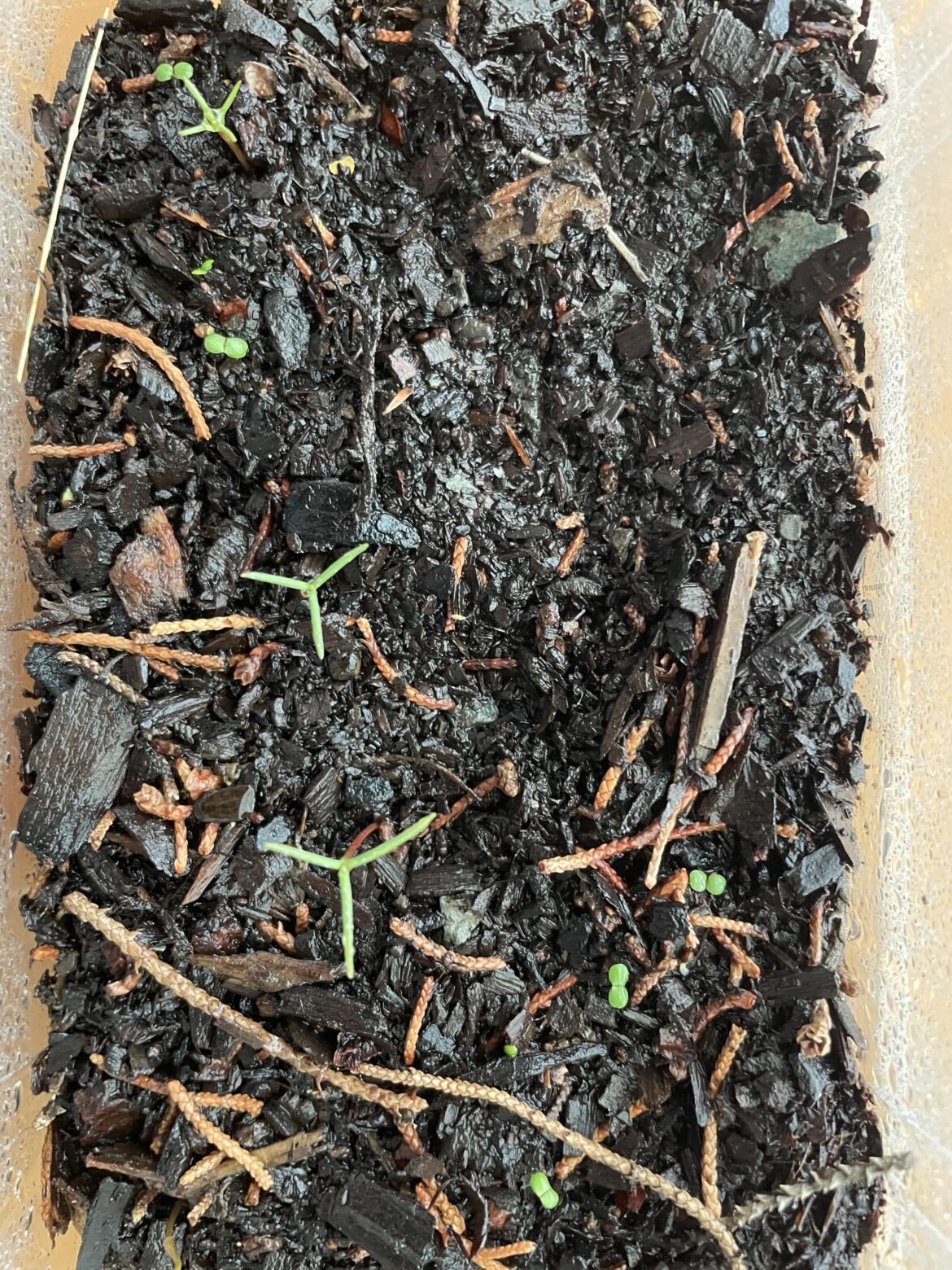 Weird plant growing with my strawberry seedlings