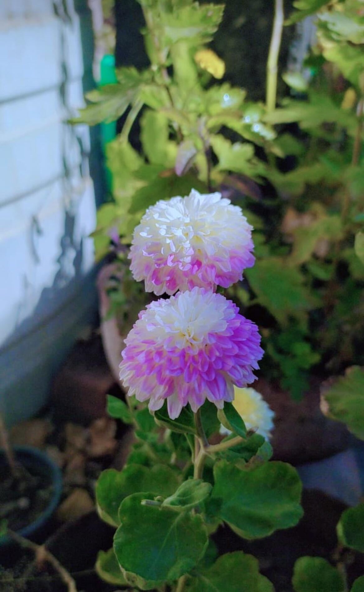 Name of this beauty and how to maintain :)