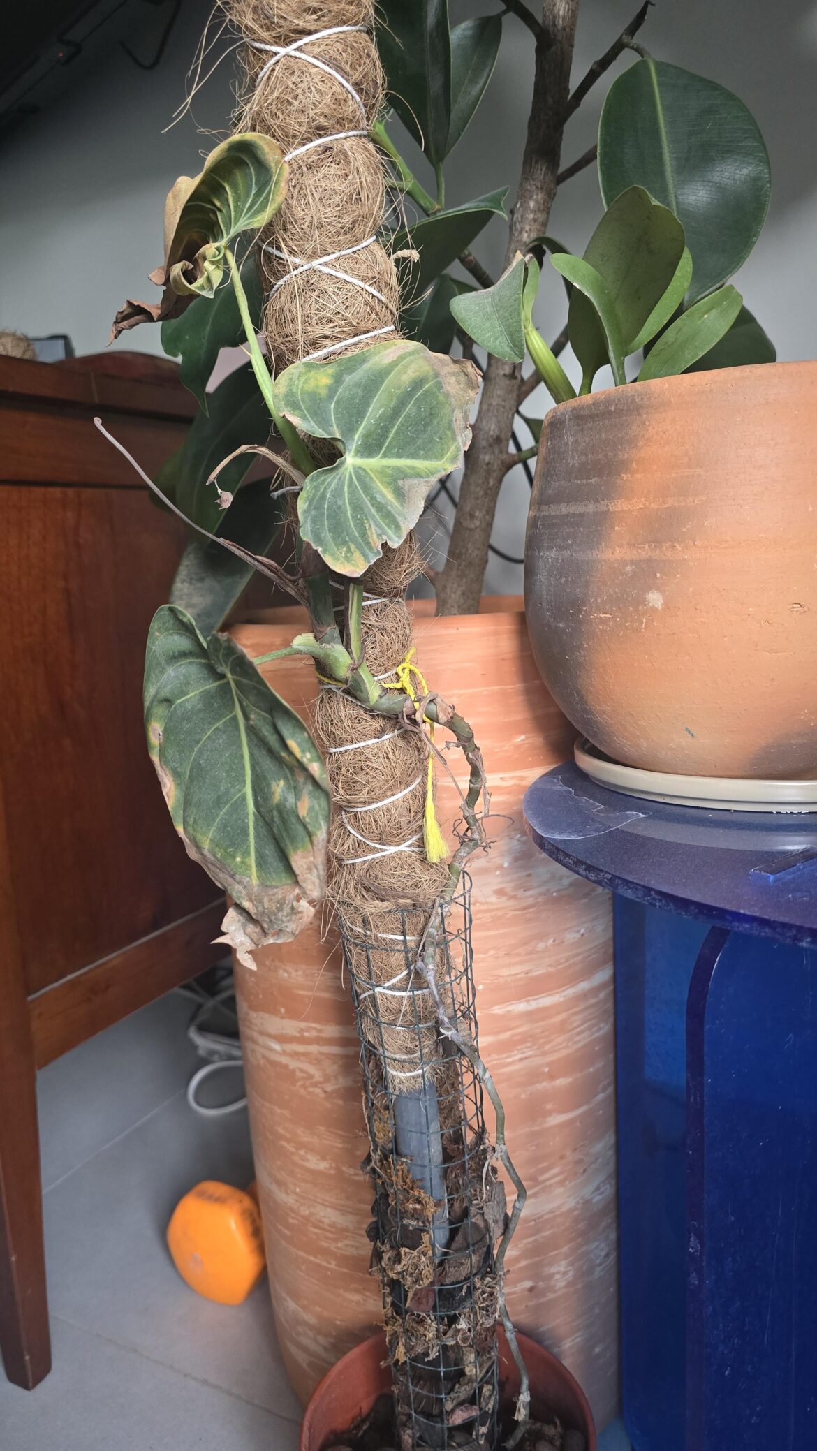 Is there a way to save this Melanochrysum?