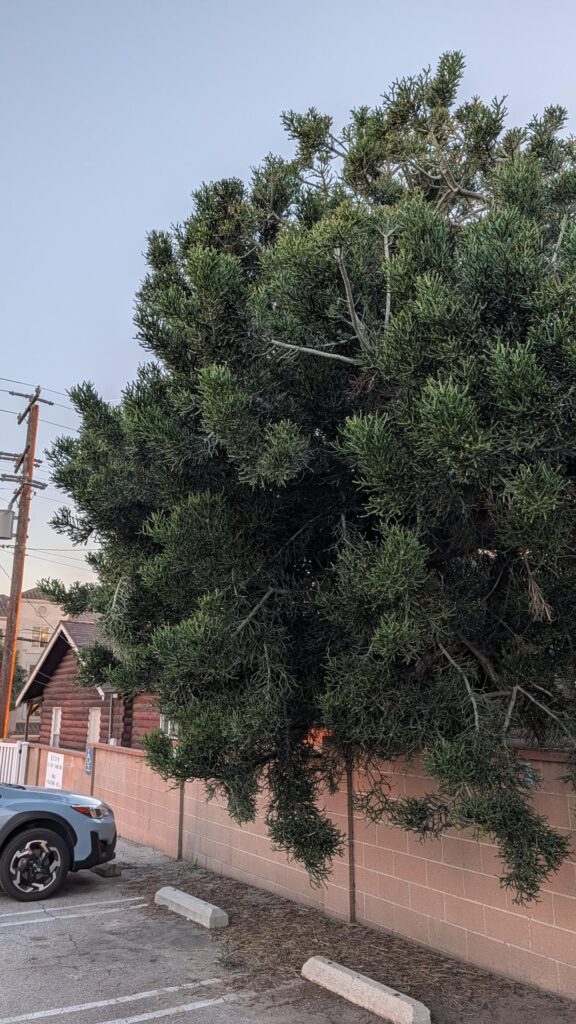 I thought it was a tree until I walked closer