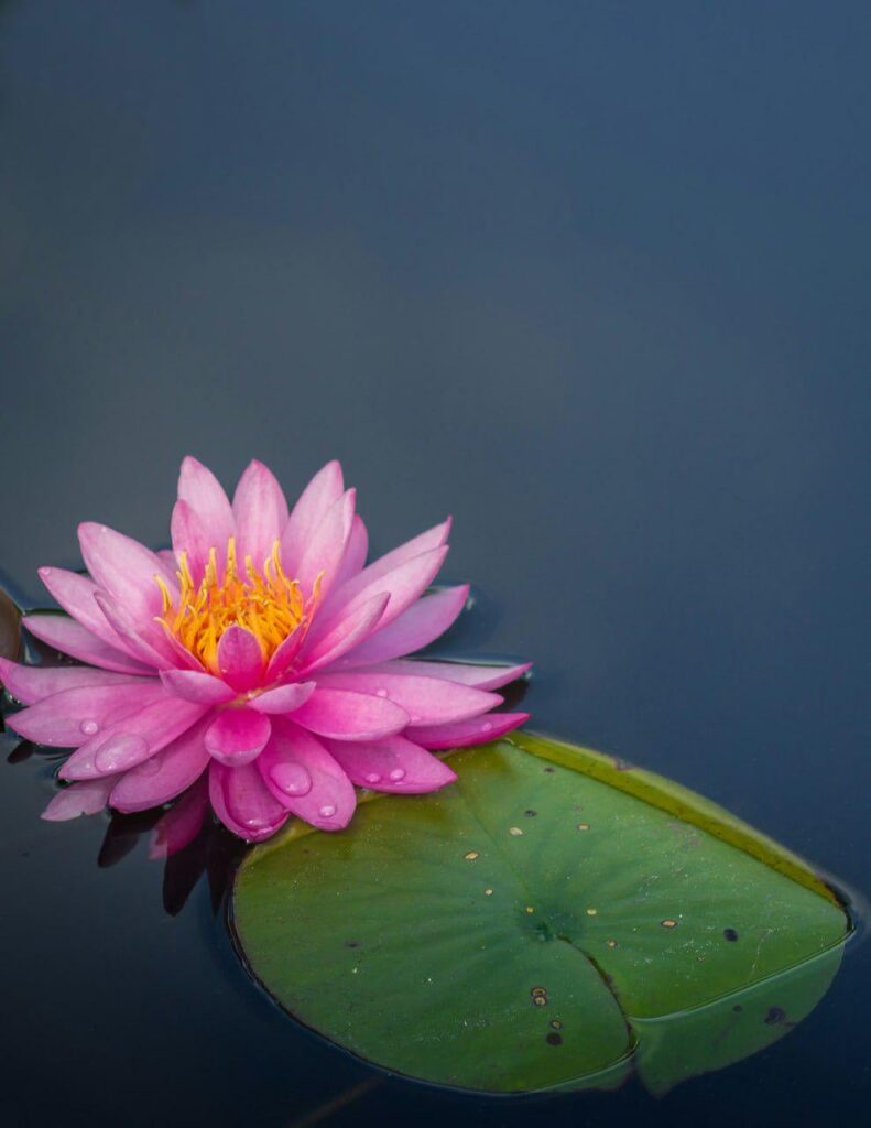 🌺