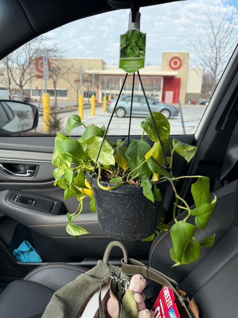 Help! Golden Pothos has mealybugs 🫩