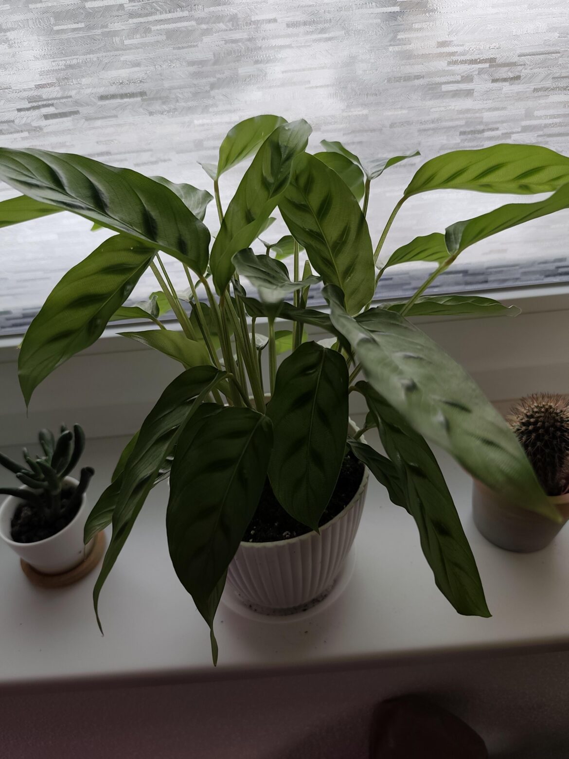 New buddy arrived