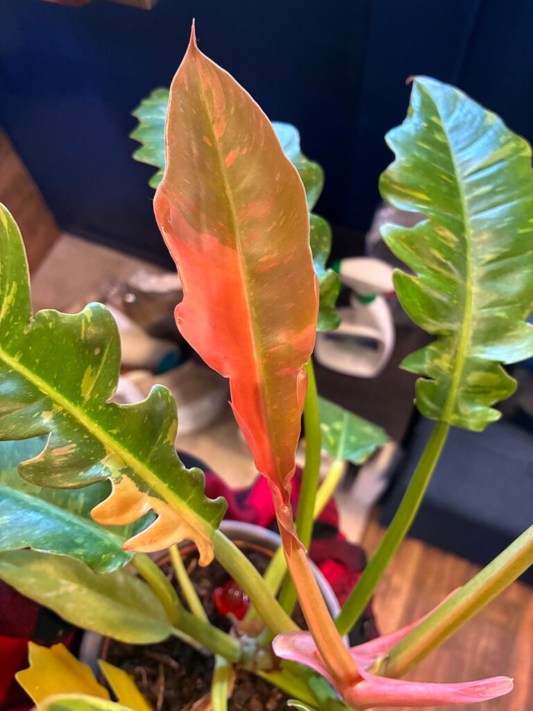 I am here, once again, to show off a leaf