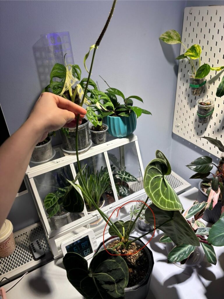 My Anthurium clarinervium just pushed TWO new inflorescences while the first one is still flowering. Is this normal? My Anthurium clarinervium just pushed TWO new inflorescences while the first one is still flowering. Is this normal?
