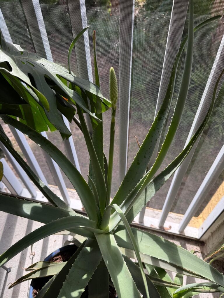 My aloe is flowering again!