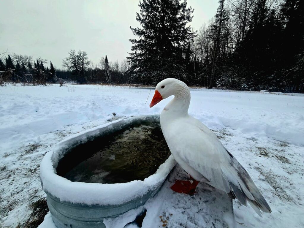 AMA First Year Homesteading in Northern MN AMA First Year Homesteading in Northern MN