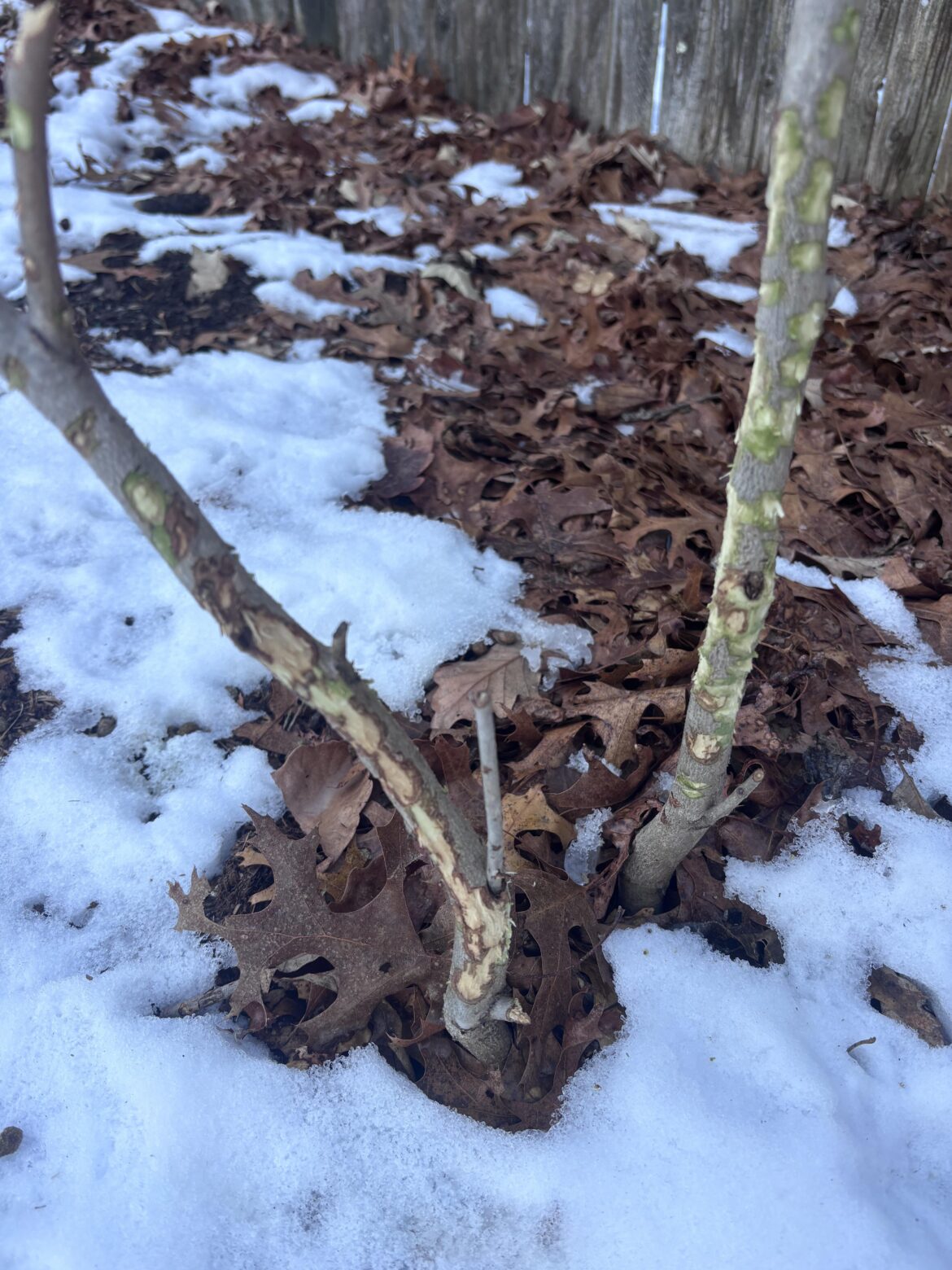 Will this Witch Hazel survive? MA