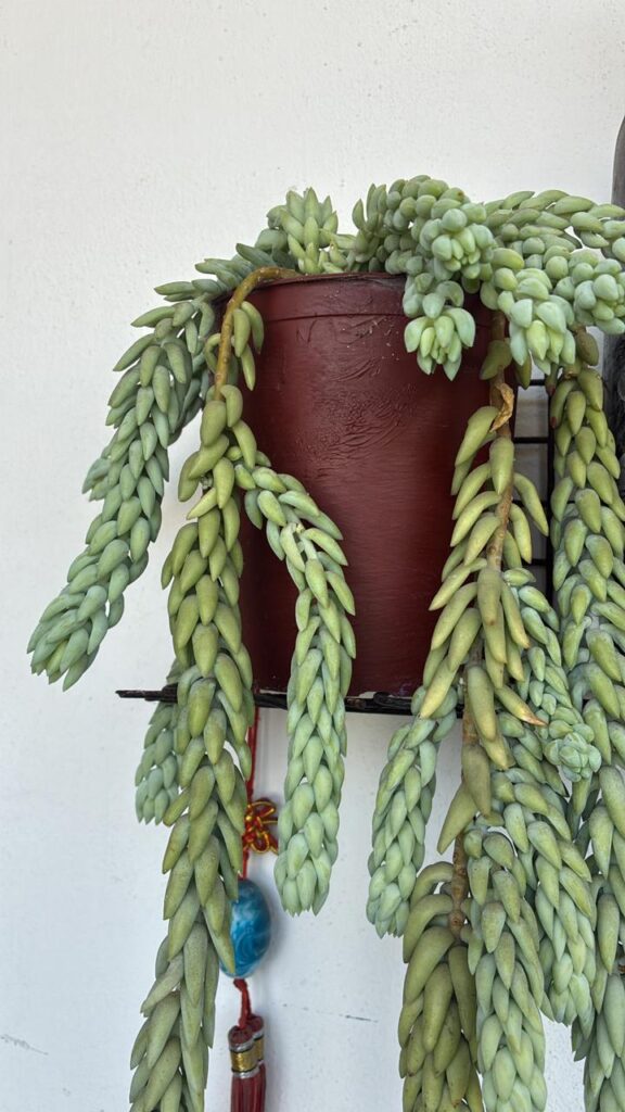 I don't know its name, but it grows fast.