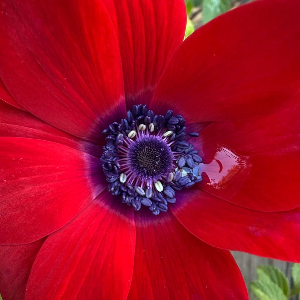 Psychedelic anemone