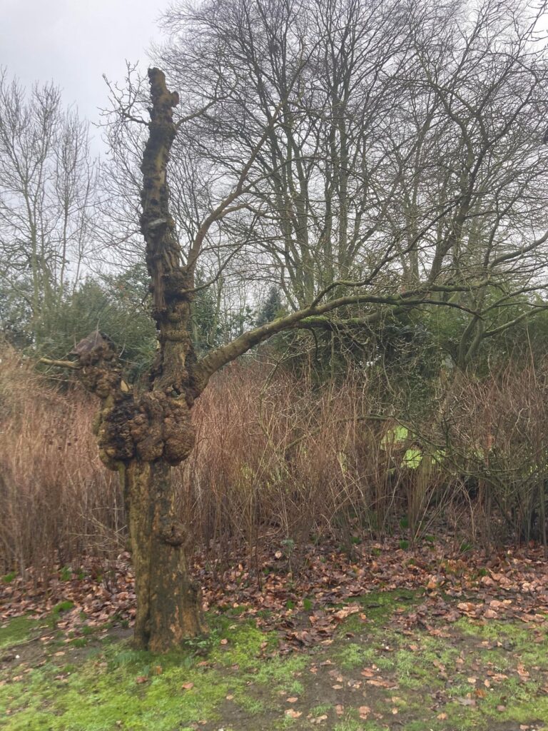 How to save this mulberry? How to save this mulberry?