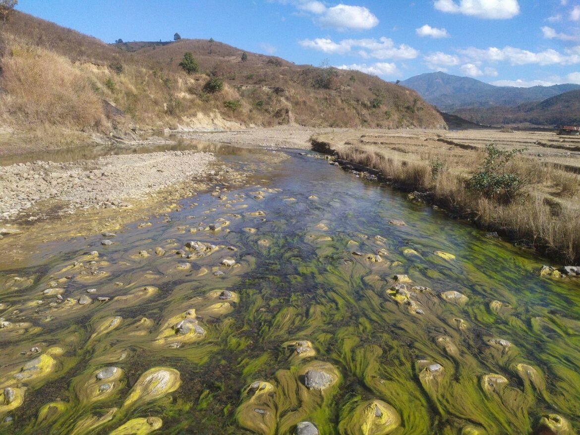 Algae in freshwater river. Need ID.