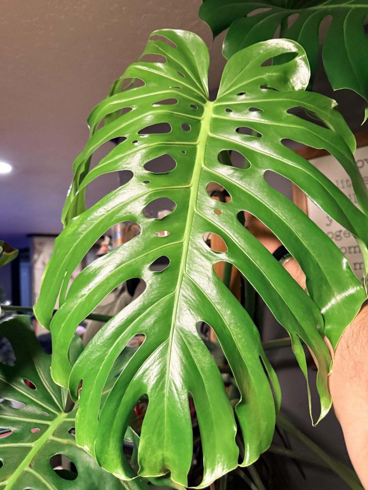 Loving this newest leaf