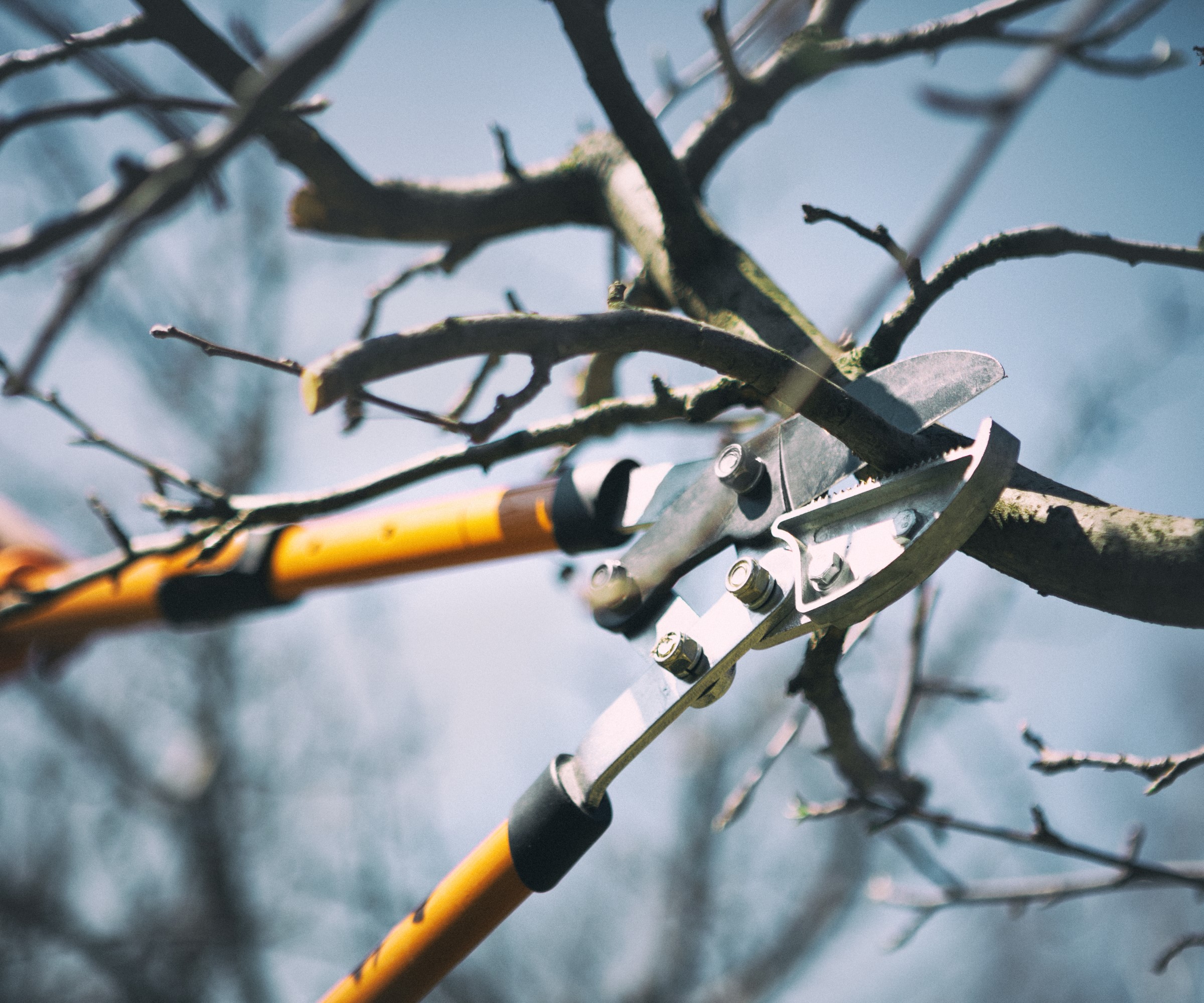 Pruning a fruit tree in winter